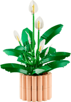Peace Lily- 474 Pcs