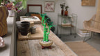 LEGO Botanical Collection - Lucky Bamboo